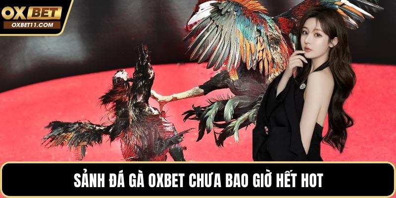 Sảnh đá gà OXBET chưa bao giờ hết hot